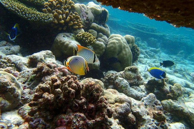 Фантастический подводный мир Бананового рифа
