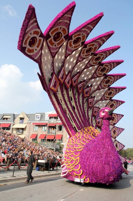 Как в Нидерландах проходит парад цветов Корсо Зюндерт 2014