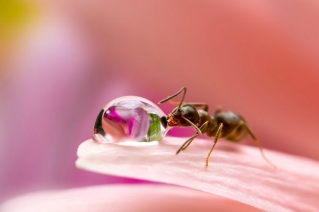 Приключения муравьев