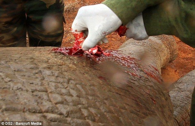 Спасение слона, раненного ядовитой стрелой