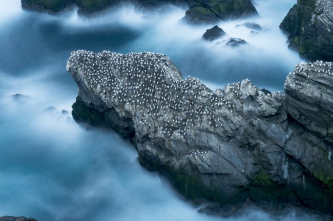 Как олуши ловят рыбу у берегов Шетландских островов