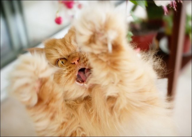 Самый сердитый кот в интернете