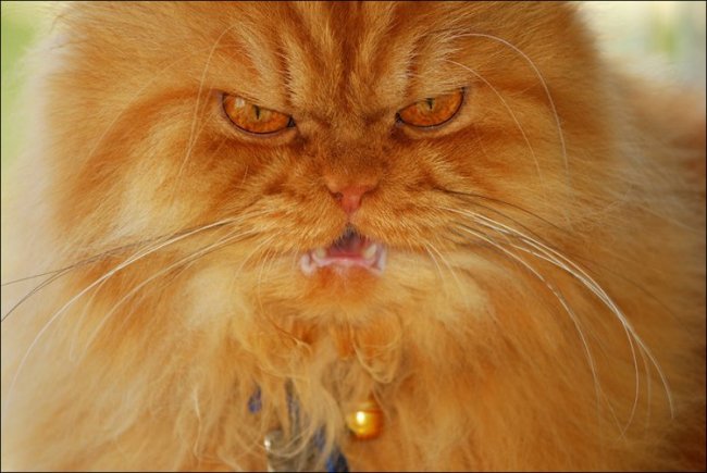 Самый сердитый кот в интернете
