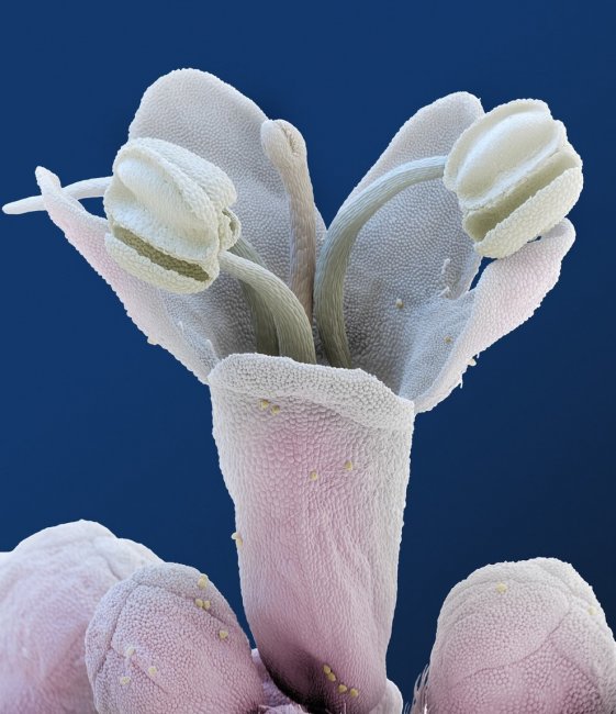 Чужие: цветы под микроскопом