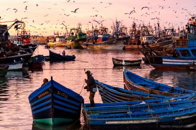 Море птиц в Марокко