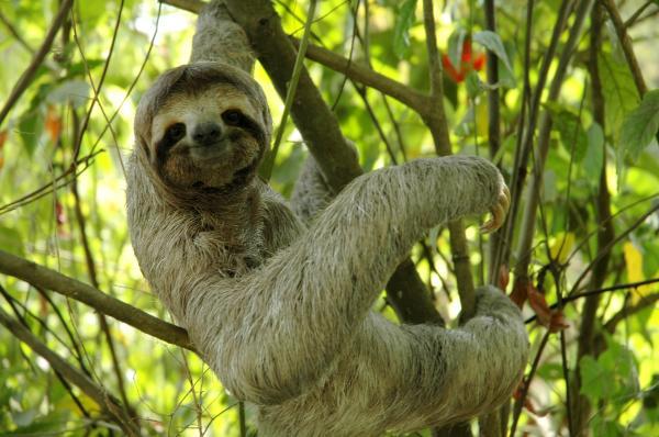 10 удивительных животных тропических лесов