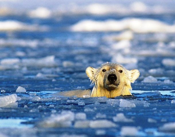 Интересные факты из жизни полярных медведей