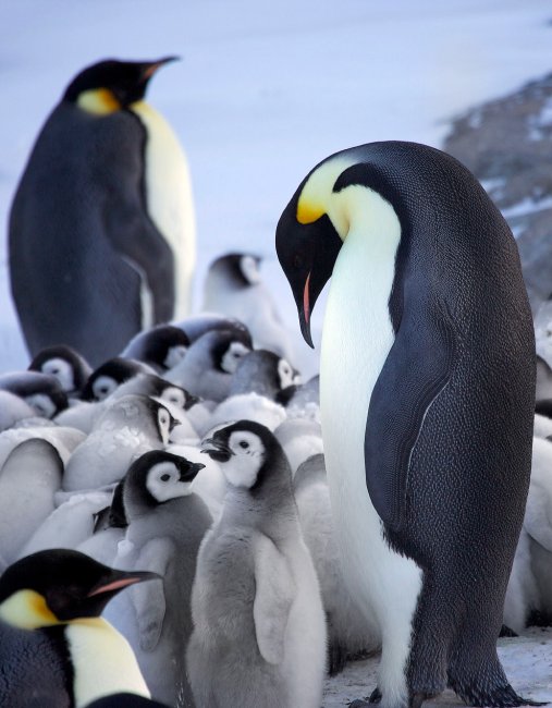 Как греются пингвины