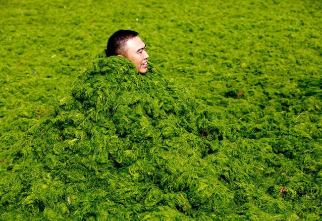 Нашествие зеленых водорослей