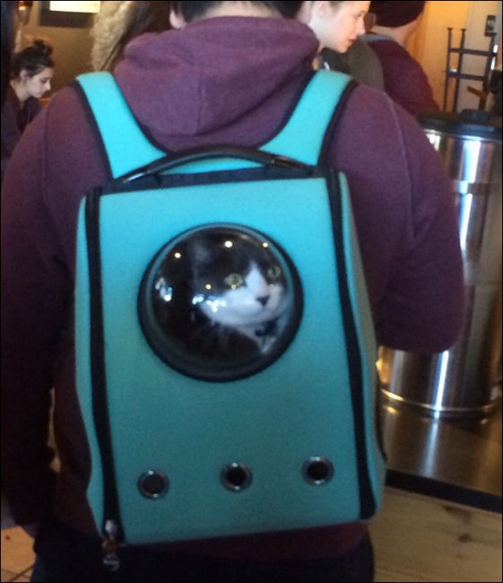 Теперь коты смогут почувствовать себя космонавтами