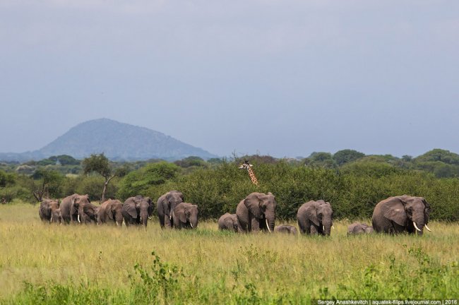 Царство слонов. Национальный парк Тарангире