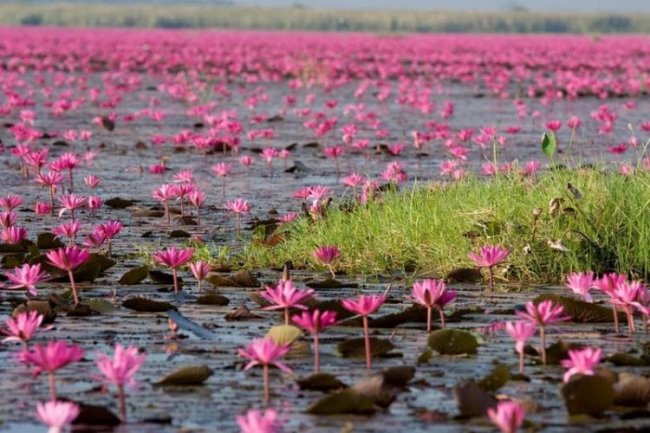 Озеро красных лотосов в Таиланде