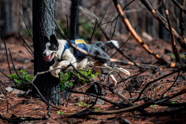 Как восстанавливают сгоревшие леса в Чили с помощью собак