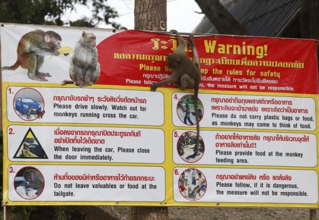 В Таиланде взялись за контроль рождаемости обезьян