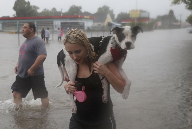Спасение собак от урагана «Харви»