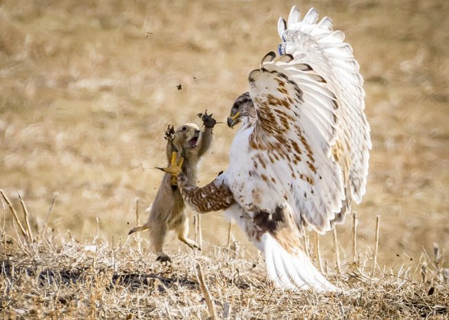 National Geographic: лучший природный фотограф 2017