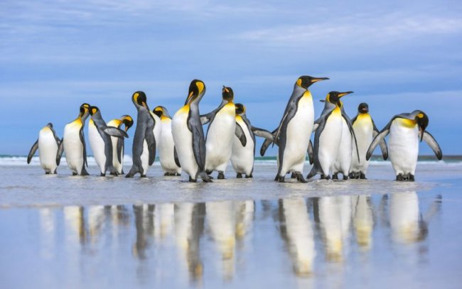 Королевские пингвины на рассвете