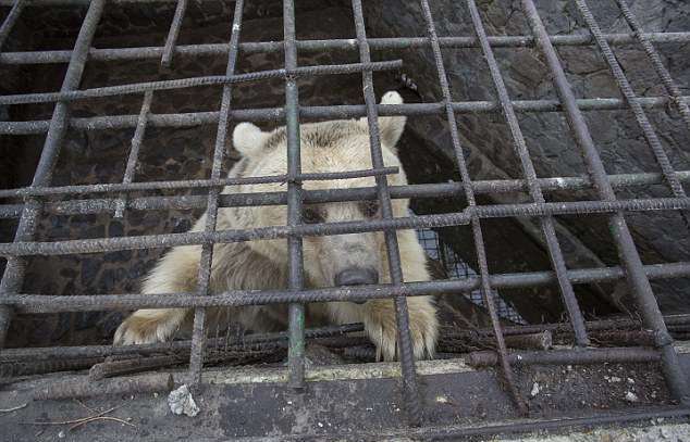 Спасение медведицы Маши из «тюрьмы» в Армении