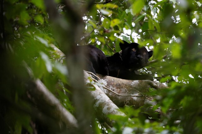 Ягуары, спасаясь от наводнений, переселились на деревья