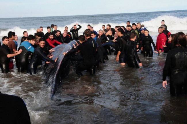 Спасение кита в Аргентине