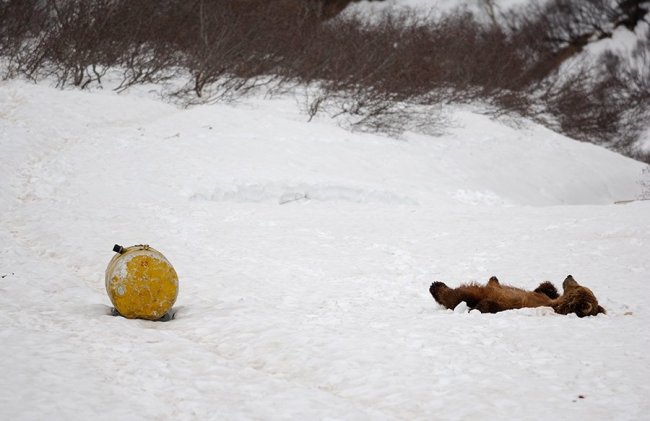 Как камчатские медведи просыпаются после зимней спячки