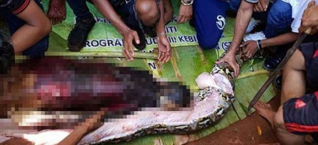 Питон проглотил женщину в Индонезии
