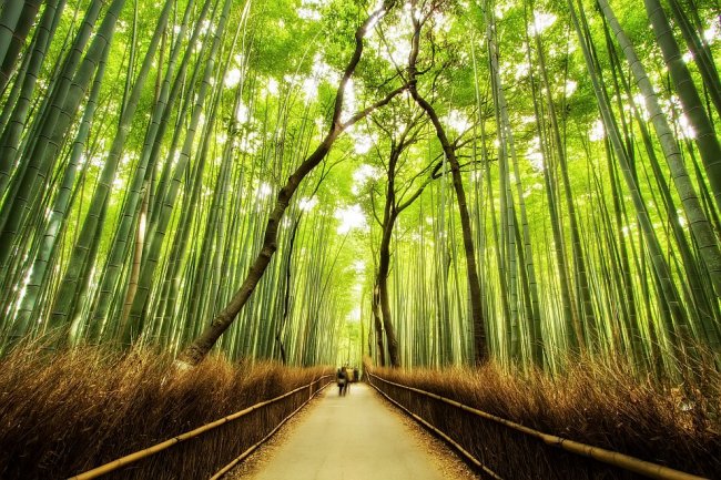 Знаменитая бамбуковая роща в Японии