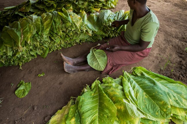 Табачные плантации Малави