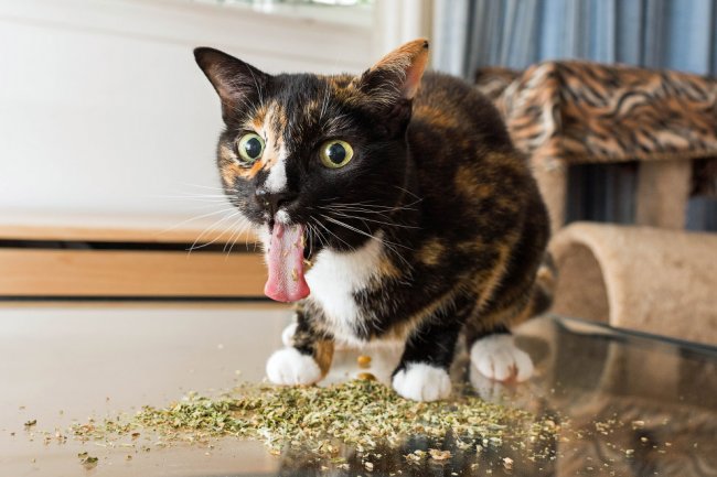 Кошачьи наркотики