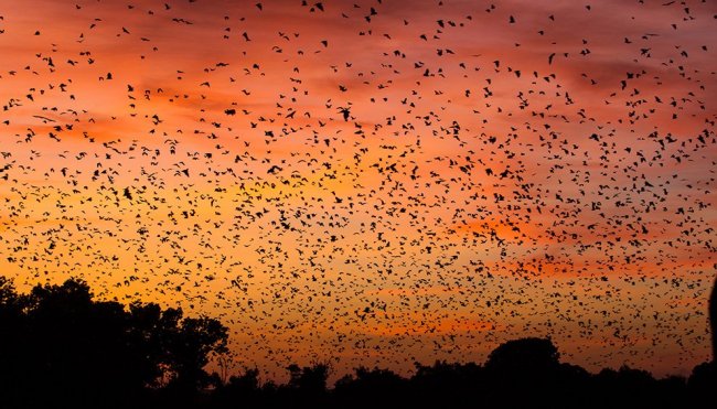 Удивительные кадры миграции летучих мышей