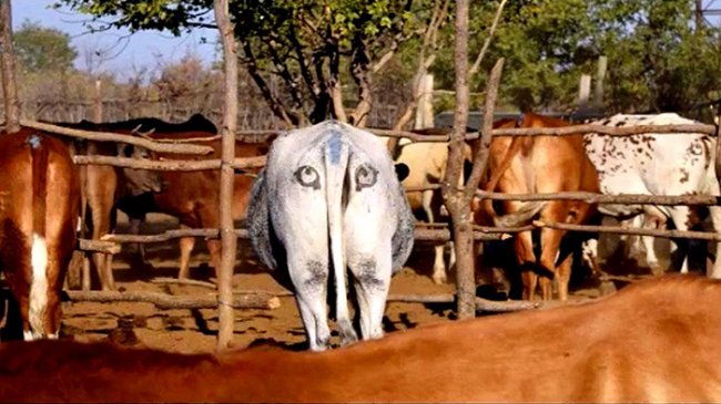Зачем ботсванским коровам глаза по обе стороны хвоста
