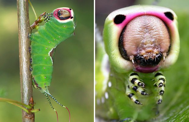 Самые необычные насекомые
