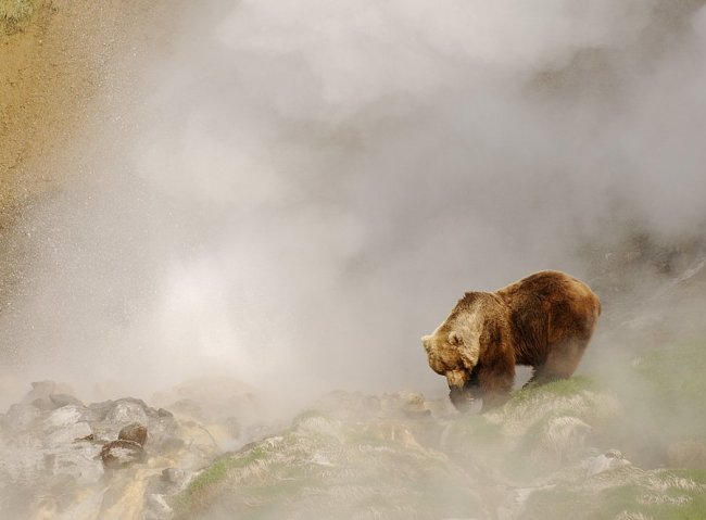 Обжигают ли медведи лапы в гейзерах?