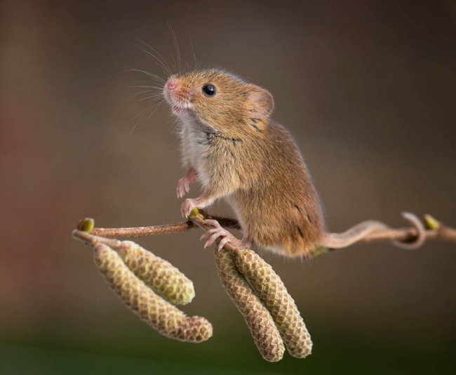 Очаровательные мышки в фотографиях
