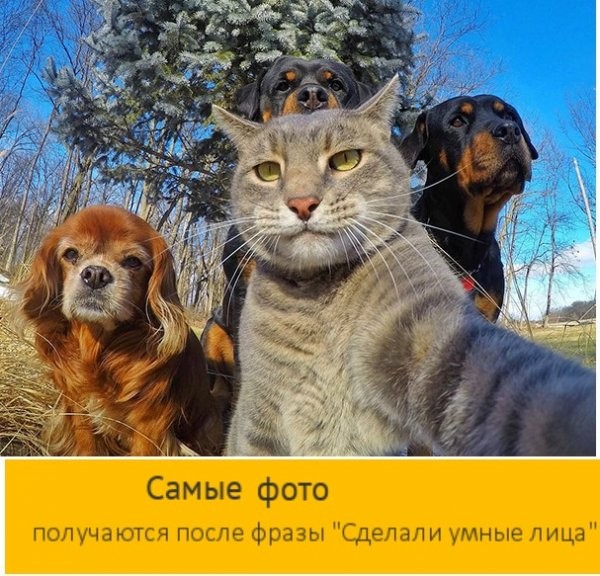Подборка картинок с котами (35 фото)