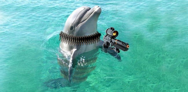 Боевые дельфины-разведчики