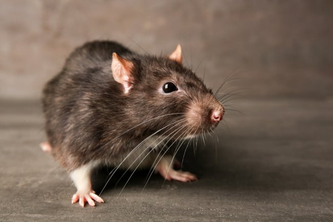 Крысы: главные жители наших городов
