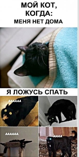 Картинки с котами и про котов
