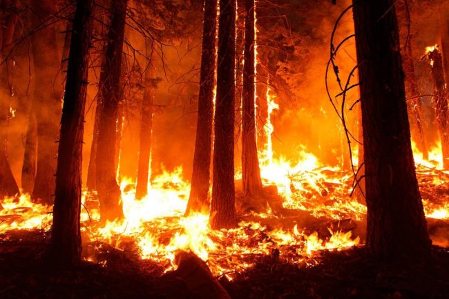 Как тушат лесные пожары в Португалии
