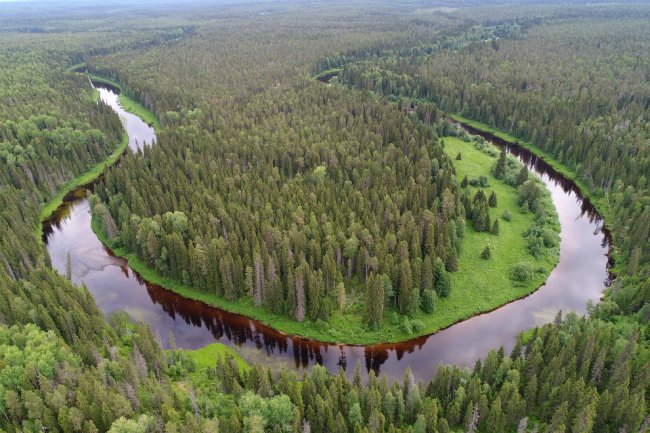 Двинско-Пинежский заказник: как исчезают первозданные леса