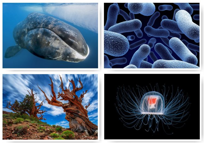 10 самых долгоживущих организмов Земли