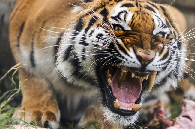 Тигр с золотым зубом и стоматологи