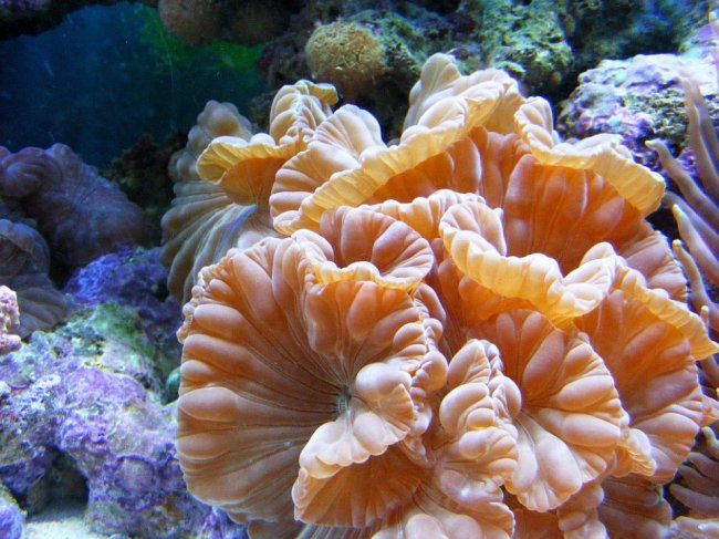 Кораллы — древнейшие существа на Земле