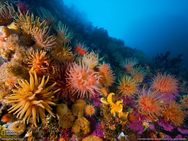 Удивительный подводный мир