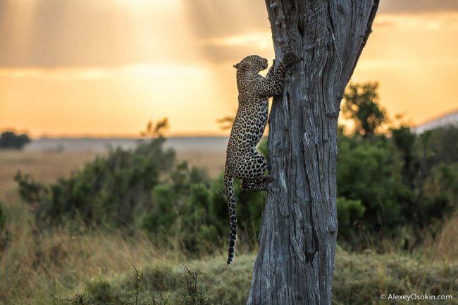 Уютный вечер с леопардом