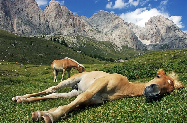 Как спят лошади: стоя или лежа? (2 фото)