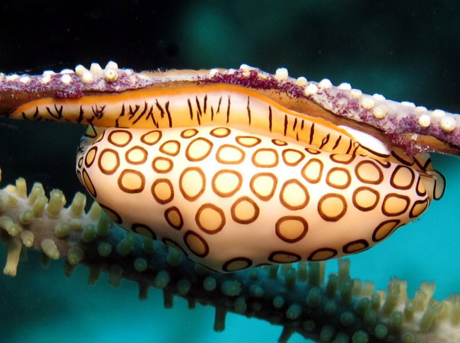 12 удивительных морских существ