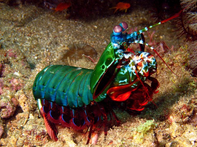 12 удивительных морских существ