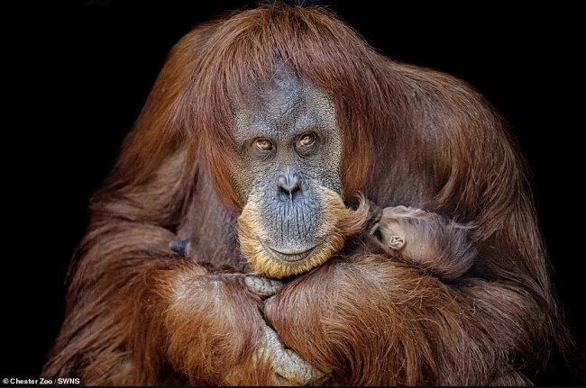 Суматранские орангутанги