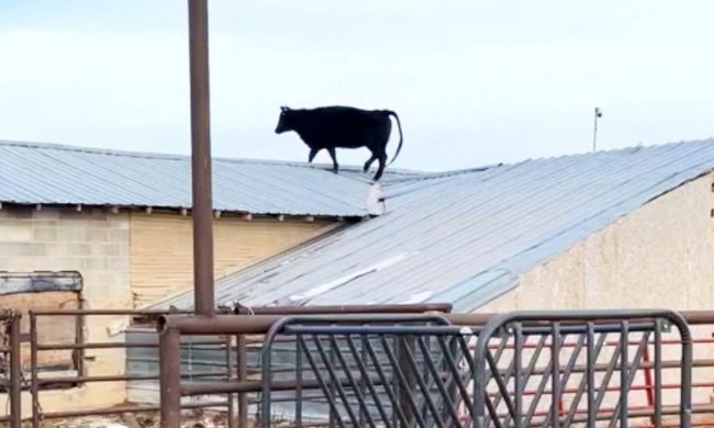 Корова каким-то образом оказалась на крыше на ферме